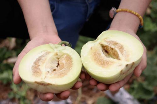 香水吃瓜  第2张
